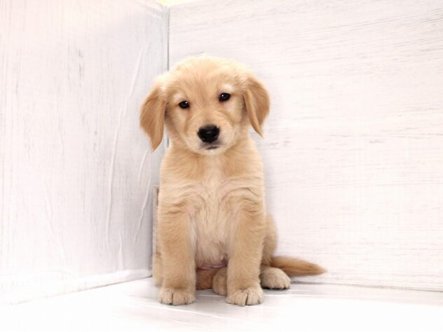 兵庫県のゴールデンレトリバー (ペット・プラザ アミーゴ神戸灘店/2026年2月21日生まれ/女の子/ゴールデン)の子犬の1枚目の画像