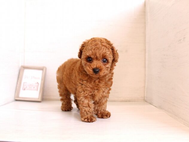 兵庫県のトイプードル(トイ) (ペット・プラザ アミーゴ神戸灘店/2026年2月24日生まれ/男の子/レッドフォーン)の子犬の1枚目の画像