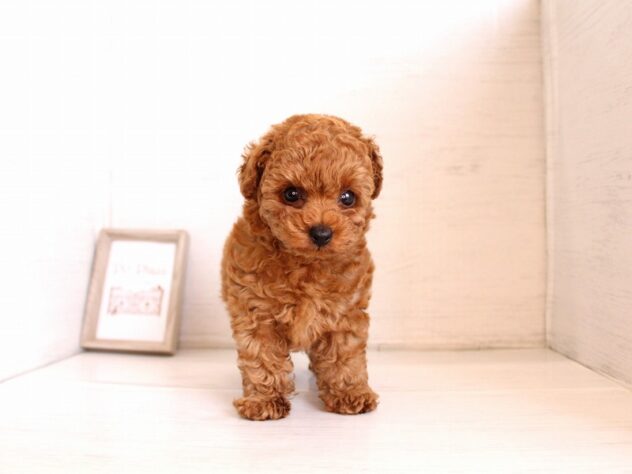 兵庫県のトイプードル(トイ) (ペット・プラザ アミーゴ神戸灘店/2026年2月24日生まれ/男の子/レッドフォーン)の子犬の4枚目の画像