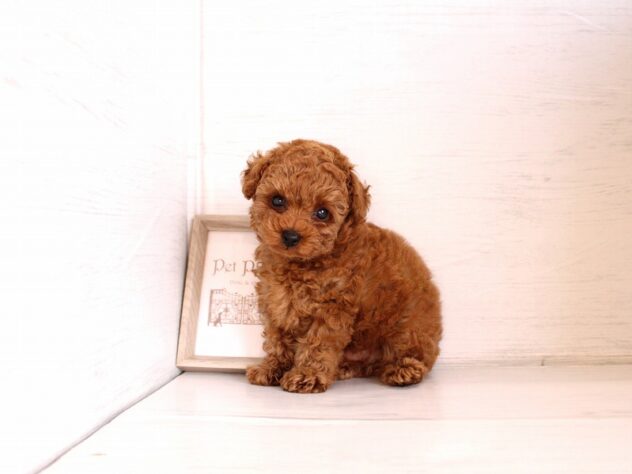 兵庫県のトイプードル(トイ) (ペット・プラザ アミーゴ神戸灘店/2026年2月24日生まれ/男の子/レッドフォーン)の子犬の3枚目の画像