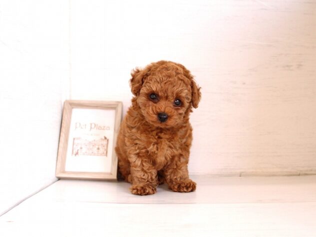 兵庫県のトイプードル(トイ) (ペット・プラザ アミーゴ神戸灘店/2026年2月24日生まれ/男の子/レッドフォーン)の子犬の2枚目の画像