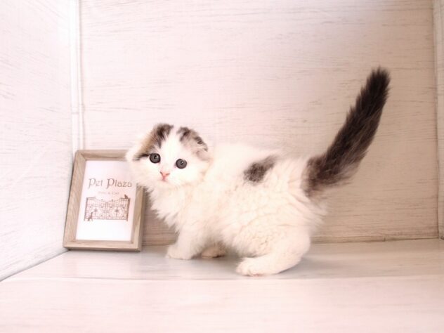 兵庫県のスコティッシュフォールド (ペット・プラザ アミーゴ神戸灘店/2026年2月26日生まれ/男の子/ブラウンタビーホワイトバン)の子猫の2枚目の画像