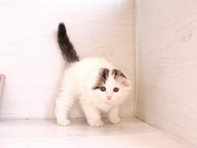 兵庫県のスコティッシュフォールド (ペット・プラザ アミーゴ神戸灘店/2026年2月26日生まれ/男の子/ブラウンタビーホワイトバン)の子猫の3枚目の画像