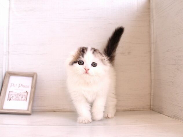 兵庫県のスコティッシュフォールド (ペット・プラザ アミーゴ神戸灘店/2026年2月26日生まれ/男の子/ブラウンタビーホワイトバン)の子猫の1枚目の画像