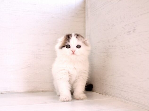 兵庫県のスコティッシュフォールド (ペット・プラザ アミーゴ神戸灘店/2026年2月26日生まれ/男の子/ブラウンタビーホワイトバン)の子猫の4枚目の画像