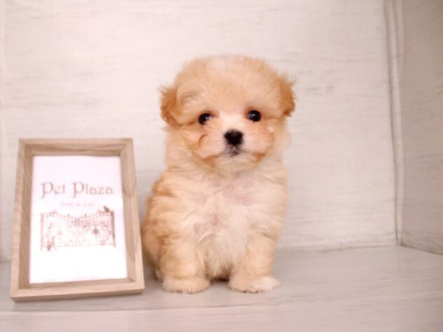 兵庫県のハーフ犬・ミックス犬 (ペット・プラザ アミーゴ神戸灘店/2026年2月26日生まれ/男の子/クリーム)の子犬の3枚目の画像