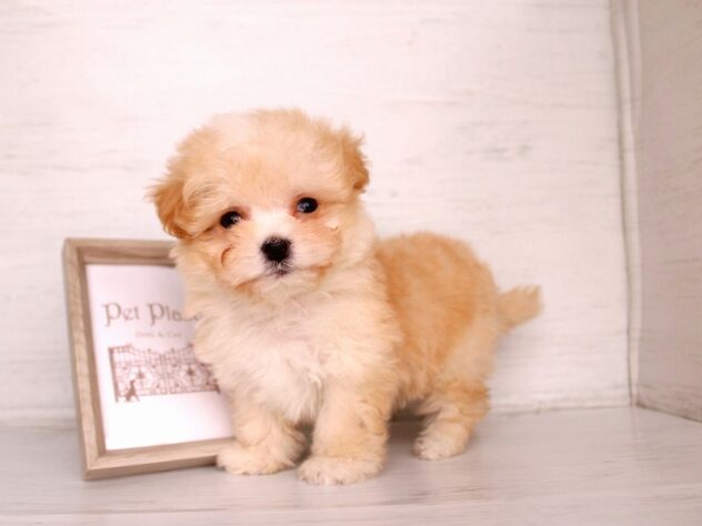 兵庫県のハーフ犬・ミックス犬 (ペット・プラザ アミーゴ神戸灘店/2026年2月26日生まれ/男の子/クリーム)の子犬の4枚目の画像