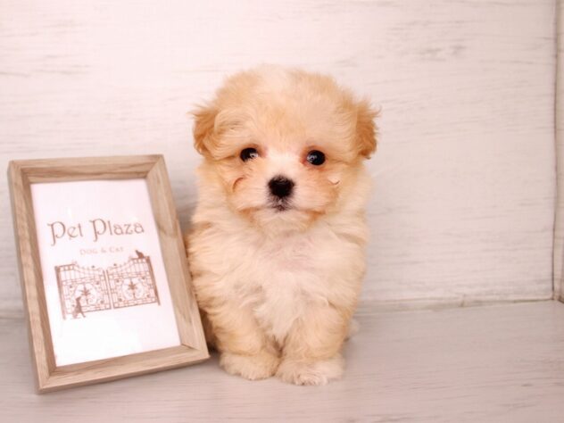 兵庫県のハーフ犬・ミックス犬 (ペット・プラザ アミーゴ神戸灘店/2026年2月26日生まれ/男の子/クリーム)の子犬の1枚目の画像