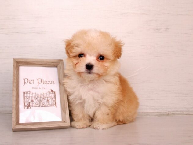 兵庫県のハーフ犬・ミックス犬 (ペット・プラザ アミーゴ神戸灘店/2026年2月26日生まれ/男の子/クリーム)の子犬の2枚目の画像