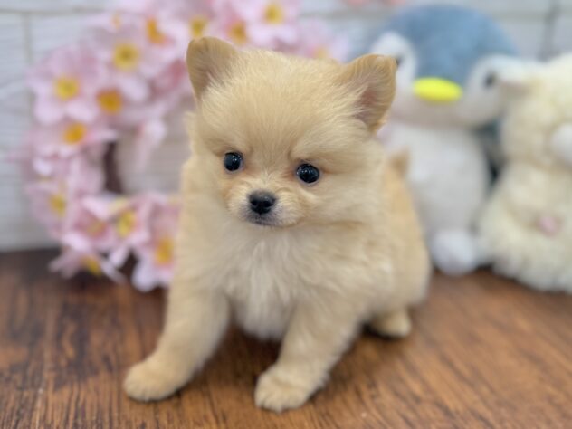 兵庫県のハーフ犬・ミックス犬 (ワンキャラット アミーゴ姫路飾磨店/2026年2月19日生まれ/女の子/クリーム)の子犬の4枚目の画像