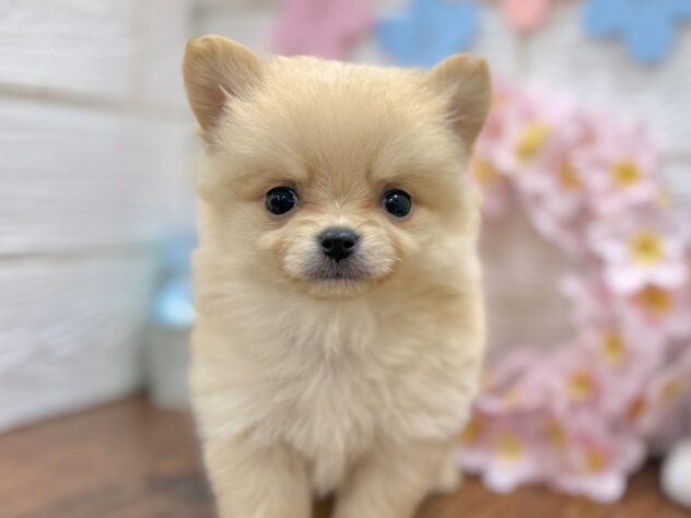 兵庫県のハーフ犬・ミックス犬 (ワンキャラット アミーゴ姫路飾磨店/2026年2月19日生まれ/女の子/クリーム)の子犬の1枚目の画像