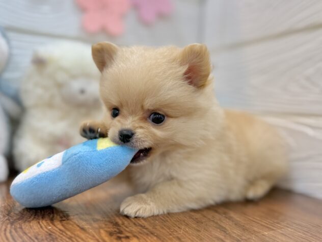 兵庫県のハーフ犬・ミックス犬 (ワンキャラット アミーゴ姫路飾磨店/2026年2月19日生まれ/女の子/クリーム)の子犬の3枚目の画像