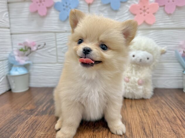 兵庫県のハーフ犬・ミックス犬 (ワンキャラット アミーゴ姫路飾磨店/2026年2月19日生まれ/女の子/クリーム)の子犬の2枚目の画像