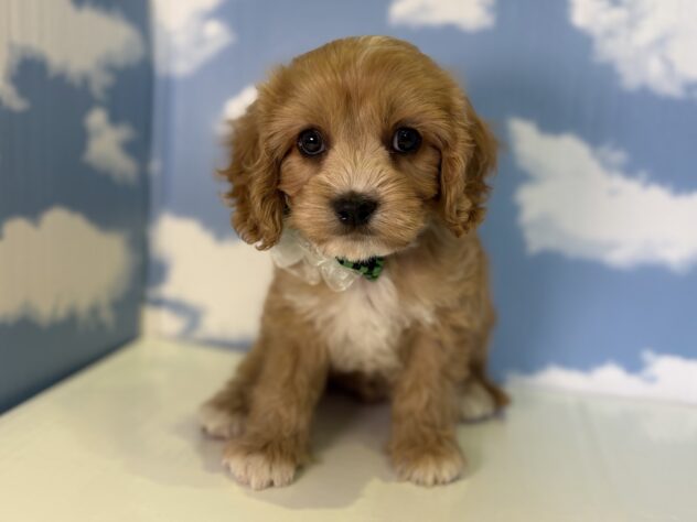 山形県のハーフ犬・ミックス犬 (アミーゴ山形北店/2026年2月10日生まれ/男の子/アプリコット)の子犬