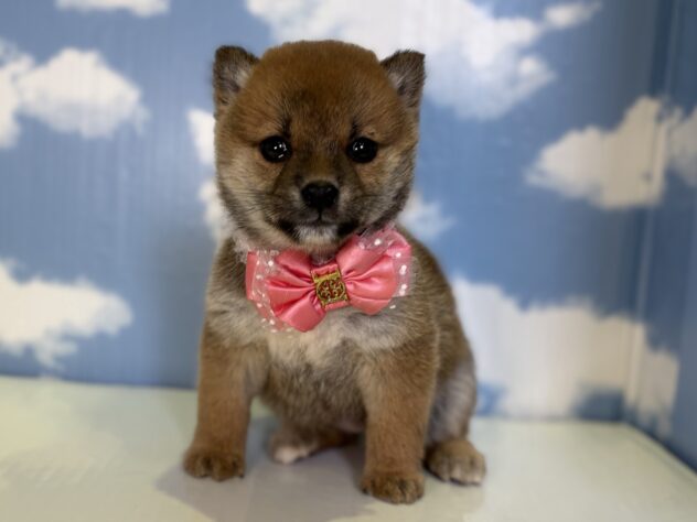 山形県の柴犬(標準サイズ) (アミーゴ山形北店/2026年2月10日生まれ/女の子/赤)の子犬