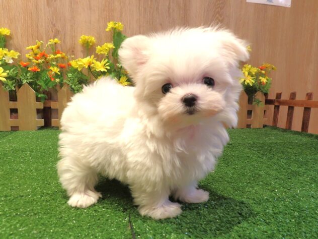兵庫県のマルチーズ (アミーゴ伊丹店/2026年2月2日生まれ/女の子/ホワイト)の子犬の1枚目の画像