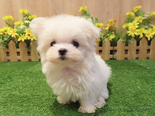 兵庫県のマルチーズ (アミーゴ伊丹店/2026年2月2日生まれ/女の子/ホワイト)の子犬の2枚目の画像