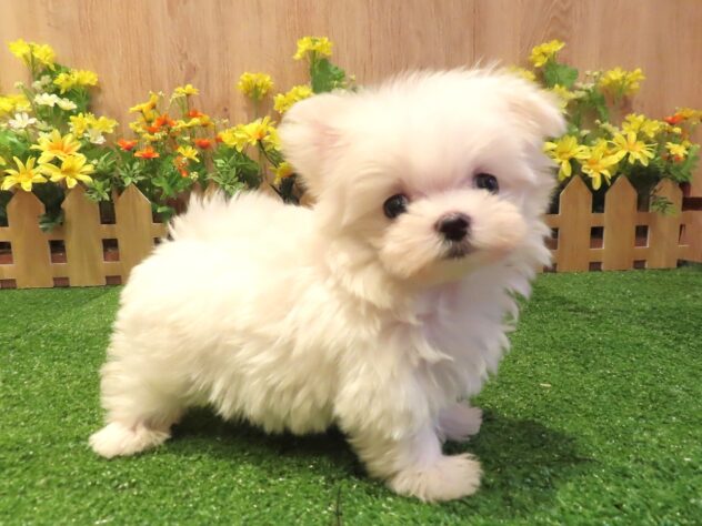 兵庫県のマルチーズ (アミーゴ伊丹店/2026年2月2日生まれ/女の子/ホワイト)の子犬の3枚目の画像