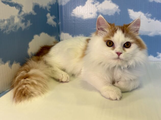山形県のラガマフィン (アミーゴ山形北店/2025年10月8日生まれ/男の子/レッドタビーホワイト)の子猫