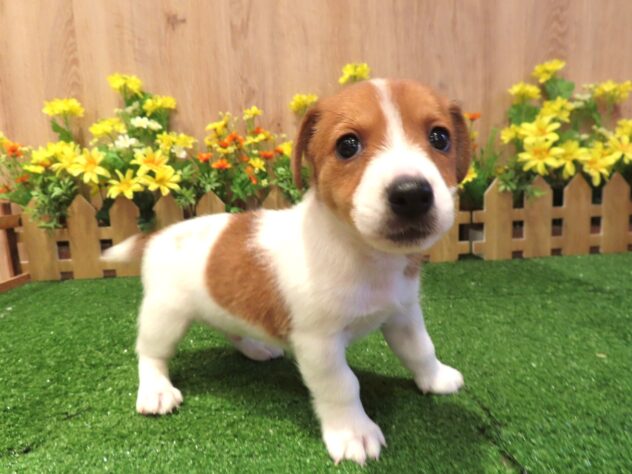 兵庫県のジャックラッセルテリア (アミーゴ伊丹店/2026年2月2日生まれ/男の子/タンホワイト)の子犬の2枚目の画像