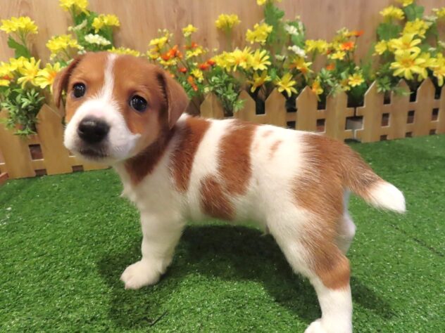 兵庫県のジャックラッセルテリア (アミーゴ伊丹店/2026年2月2日生まれ/男の子/タンホワイト)の子犬の3枚目の画像