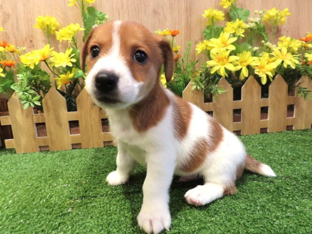 兵庫県のジャックラッセルテリア (アミーゴ伊丹店/2026年2月2日生まれ/男の子/タンホワイト)の子犬の1枚目の画像