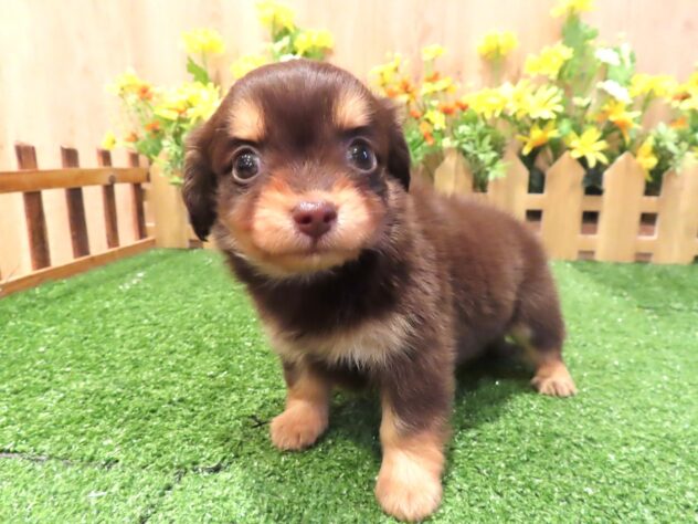 兵庫県のハーフ犬・ミックス犬 (アミーゴ伊丹店/2026年2月4日生まれ/女の子/チョコレートクリーム)の子犬の2枚目の画像