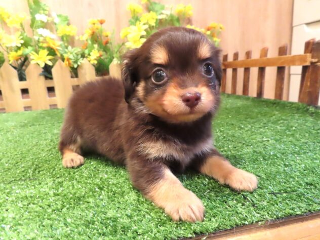 兵庫県のハーフ犬・ミックス犬 (アミーゴ伊丹店/2026年2月4日生まれ/女の子/チョコレートクリーム)の子犬の3枚目の画像