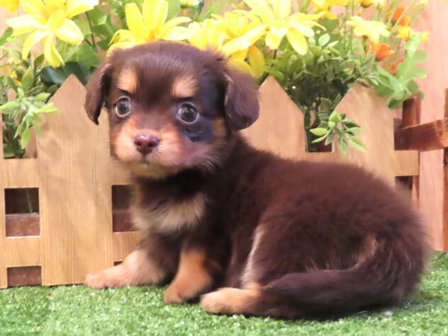 兵庫県のハーフ犬・ミックス犬 (アミーゴ伊丹店/2026年2月4日生まれ/女の子/チョコレートクリーム)の子犬の1枚目の画像