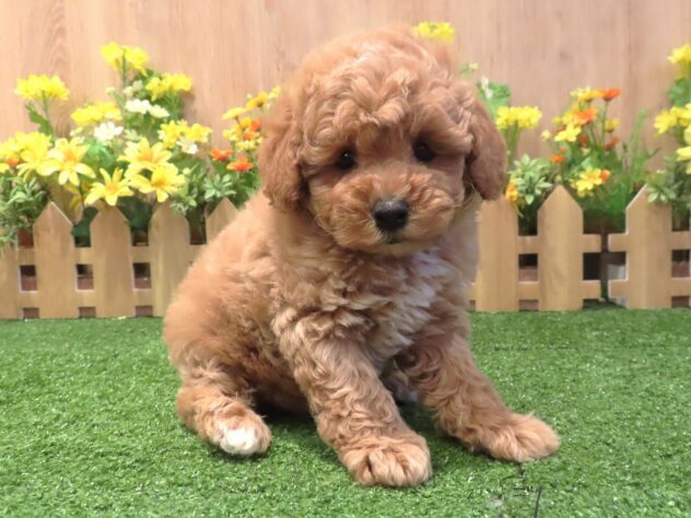 兵庫県のトイプードル(トイ) (アミーゴ伊丹店/2026年2月12日生まれ/男の子/オレンジフォーン)の子犬の1枚目の画像