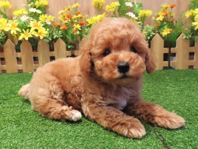 兵庫県のトイプードル(トイ) (アミーゴ伊丹店/2026年2月12日生まれ/男の子/オレンジフォーン)の子犬の3枚目の画像