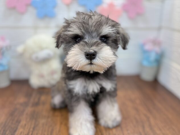 兵庫県のミニチュアシュナウザー (ワンキャラット アミーゴ姫路飾磨店/2026年2月17日生まれ/男の子/ソルトペッパー)の子犬の4枚目の画像