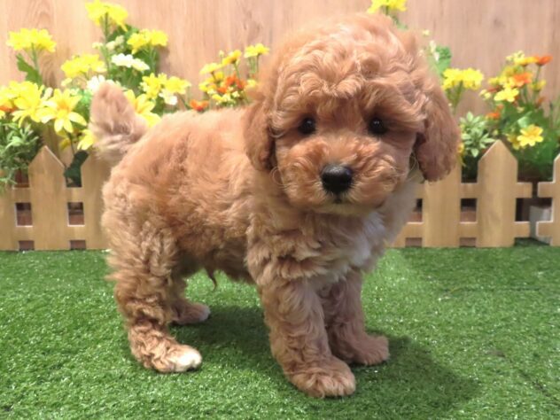 兵庫県のトイプードル(トイ) (アミーゴ伊丹店/2026年2月12日生まれ/男の子/オレンジフォーン)の子犬の2枚目の画像