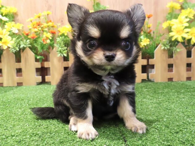 兵庫県のチワワ(ロング) (アミーゴ伊丹店/2026年2月10日生まれ/男の子/ブラックタン)の子犬の1枚目の画像