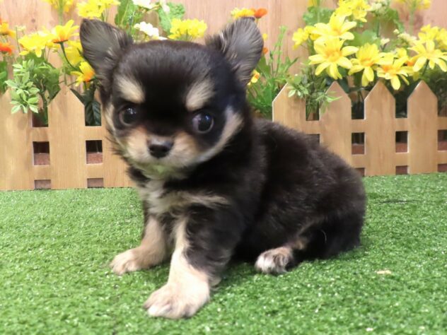 兵庫県のチワワ(ロング) (アミーゴ伊丹店/2026年2月10日生まれ/男の子/ブラックタン)の子犬の3枚目の画像