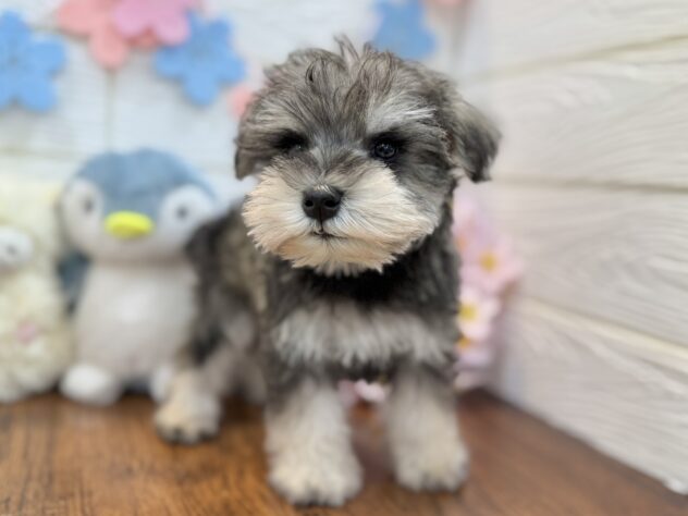 兵庫県のミニチュアシュナウザー (ワンキャラット アミーゴ姫路飾磨店/2026年2月17日生まれ/男の子/ソルトペッパー)の子犬の3枚目の画像