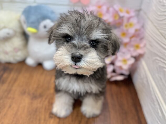 兵庫県のミニチュアシュナウザー (ワンキャラット アミーゴ姫路飾磨店/2026年2月17日生まれ/男の子/ソルトペッパー)の子犬の2枚目の画像