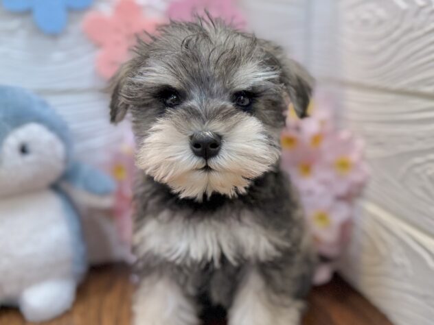 兵庫県のミニチュアシュナウザー (ワンキャラット アミーゴ姫路飾磨店/2026年2月17日生まれ/男の子/ソルトペッパー)の子犬の1枚目の画像