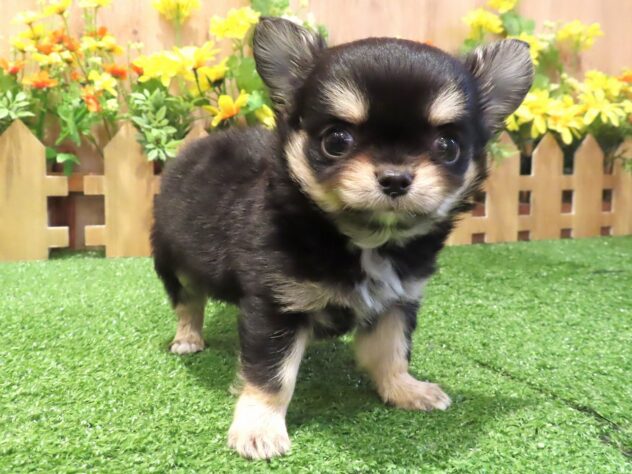 兵庫県のチワワ(ロング) (アミーゴ伊丹店/2026年2月10日生まれ/男の子/ブラックタン)の子犬の2枚目の画像