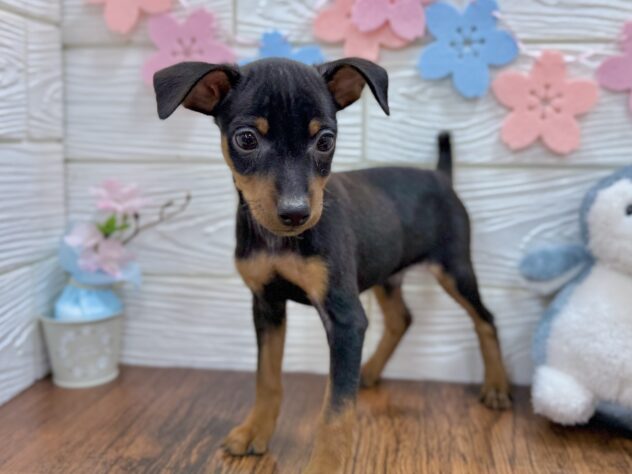 兵庫県のミニチュアピンシャー (ワンキャラット アミーゴ姫路飾磨店/2026年2月21日生まれ/男の子/ブラックタン)の子犬の4枚目の画像