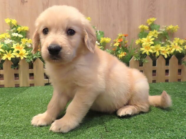 兵庫県のゴールデンレトリバー (アミーゴ伊丹店/2026年2月19日生まれ/男の子/ゴールデン)の子犬