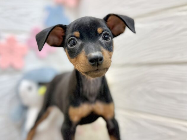 兵庫県のミニチュアピンシャー (ワンキャラット アミーゴ姫路飾磨店/2026年2月21日生まれ/男の子/ブラックタン)の子犬の1枚目の画像