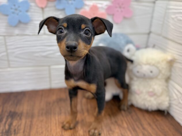 兵庫県のミニチュアピンシャー (ワンキャラット アミーゴ姫路飾磨店/2026年2月21日生まれ/男の子/ブラックタン)の子犬の2枚目の画像