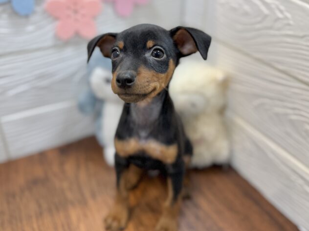 兵庫県のミニチュアピンシャー (ワンキャラット アミーゴ姫路飾磨店/2026年2月21日生まれ/男の子/ブラックタン)の子犬の3枚目の画像