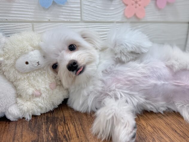 兵庫県のハーフ犬・ミックス犬 (ワンキャラット アミーゴ姫路飾磨店/2025年8月31日生まれ/男の子/ホワイトクリーム)の子犬の4枚目の画像