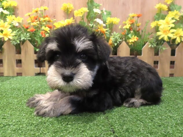 兵庫県のミニチュアシュナウザー (アミーゴ伊丹店/2026年2月17日生まれ/女の子/ブラックシルバー)の子犬の3枚目の画像