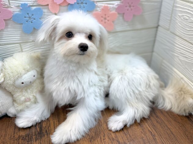 兵庫県のハーフ犬・ミックス犬 (ワンキャラット アミーゴ姫路飾磨店/2025年8月31日生まれ/男の子/ホワイトクリーム)の子犬の3枚目の画像