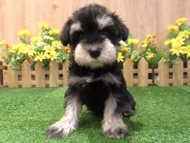 兵庫県のミニチュアシュナウザー (アミーゴ伊丹店/2026年2月17日生まれ/女の子/ブラックシルバー)の子犬の1枚目の画像