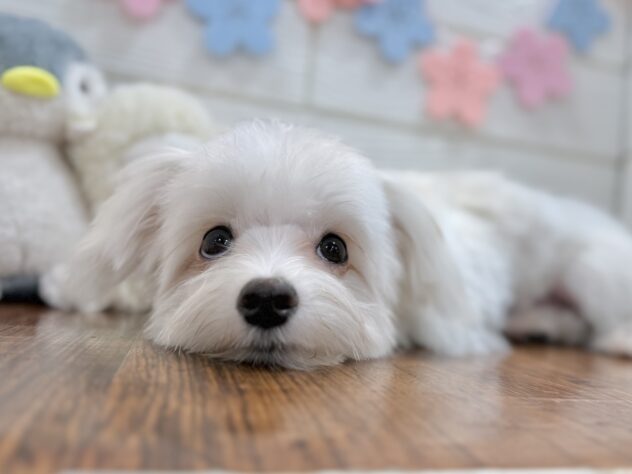 兵庫県のハーフ犬・ミックス犬 (ワンキャラット アミーゴ姫路飾磨店/2025年8月31日生まれ/男の子/ホワイトクリーム)の子犬の2枚目の画像