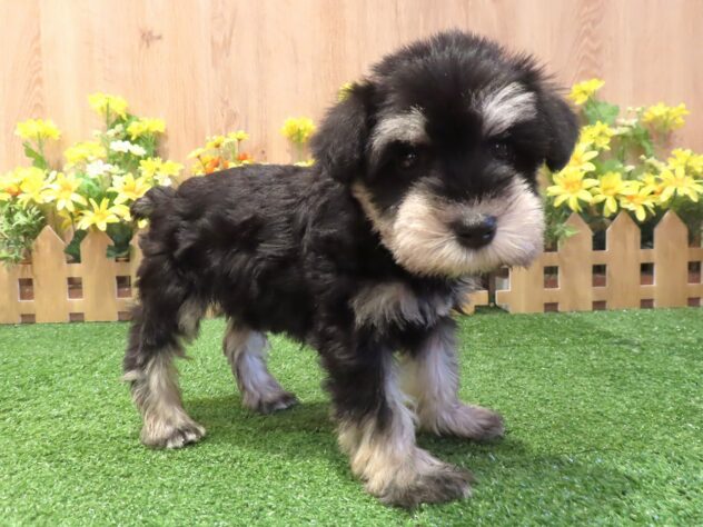 兵庫県のミニチュアシュナウザー (アミーゴ伊丹店/2026年2月17日生まれ/女の子/ブラックシルバー)の子犬の2枚目の画像